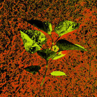 Vignette 19++Terracotta.jpeg 